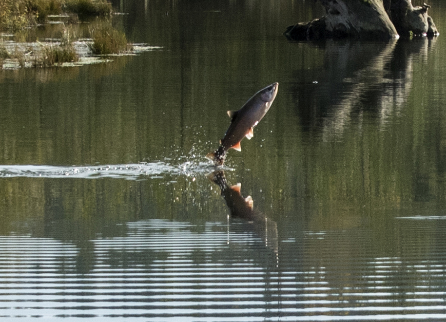 photo of salmon jumping out of the water